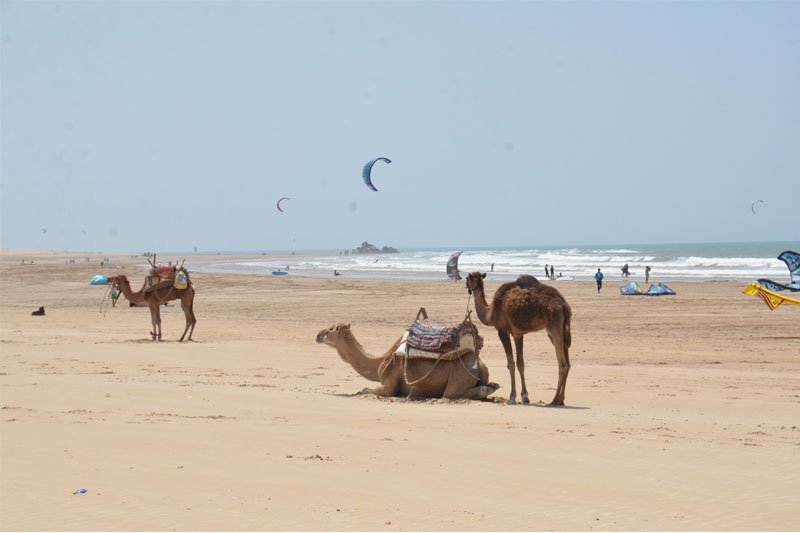 Kupranugariai, Marokas